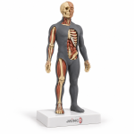 Decomposed Body of Man Model